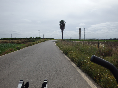 Palm Trees at the road entrance.